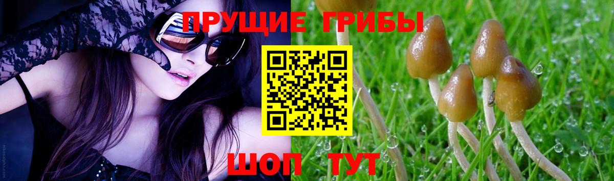 Луга  где купить наркоту  Вход с VPN  Галлюциногенные грибы Psilocybine cubensis 